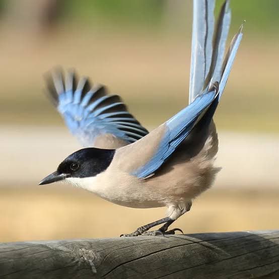An image of an azure magpie