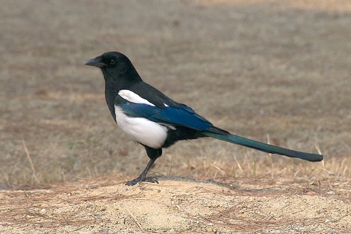 An image of an oriental magpie